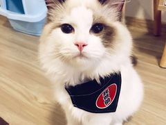-十年猫舍·猫咪专门店(普陀店)