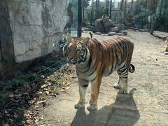 -上海野生动物园老虎餐厅