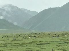 -山丹皇家马场