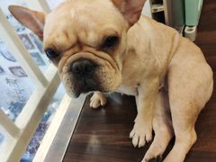 -柯斗斗主题餐厅·狗咖·围炉煮茶·茶饮(国瑞升平里店)