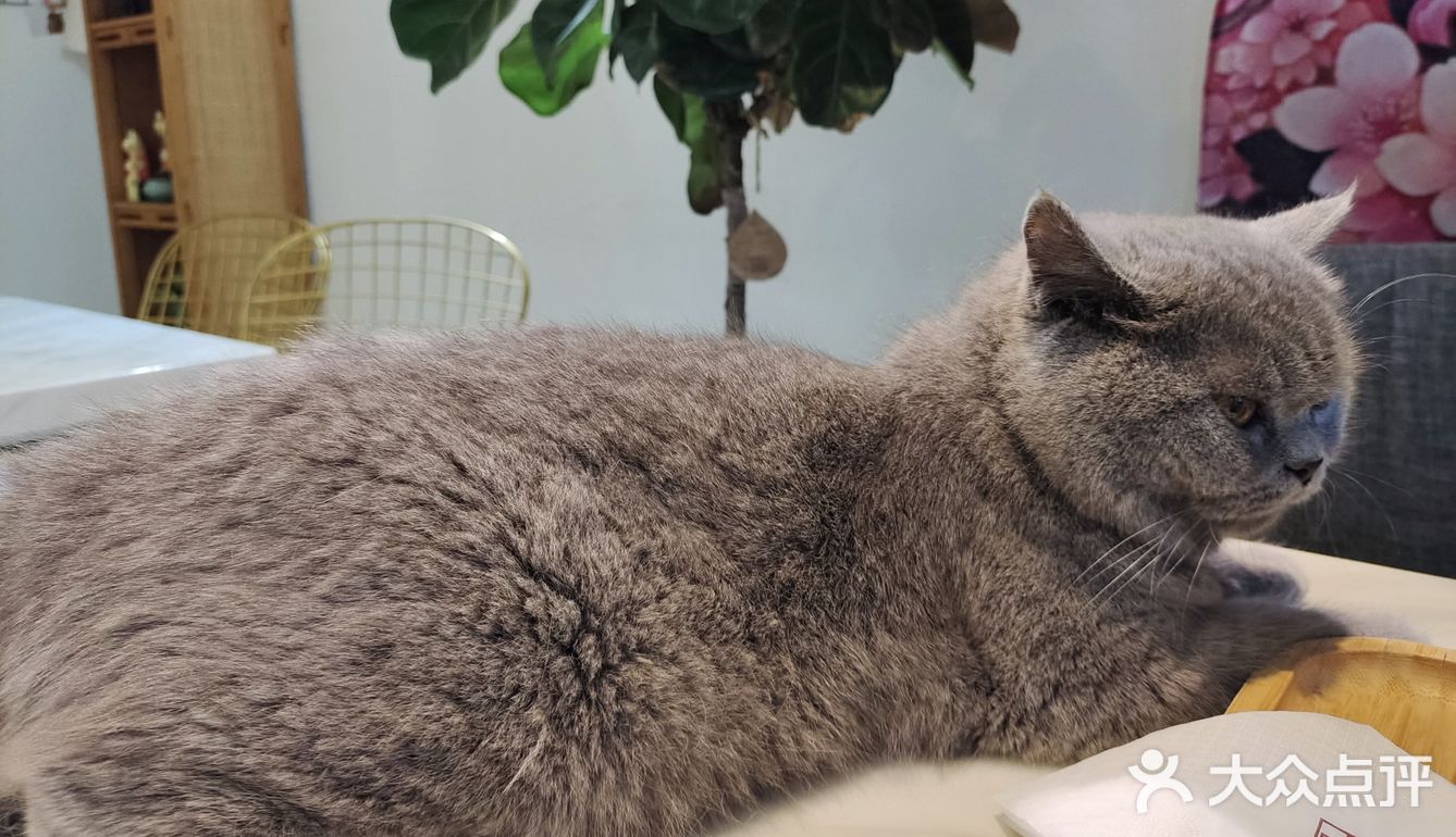 都给我去rua猫猫