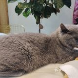 都给我去rua猫猫