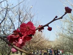 -香雪海