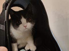-萌兽医馆·犬猫专科·眼科中心·宠物医院(朝阳门分院)