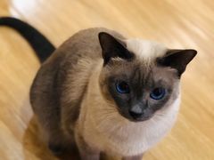 -滚猫咖啡·猫咖·猫友好撸猫(未来城店)