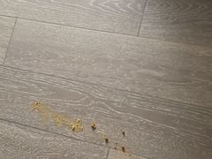 -萌兽医馆·宠物医院·猫骨科(创景店)