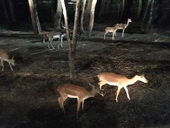 -清迈夜间动物园