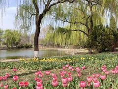 -石家庄市植物园