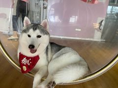 -Husky Go! 哈士奇体验馆·宠物咖啡厅狗咖