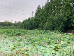 -上海长兴岛郊野公园