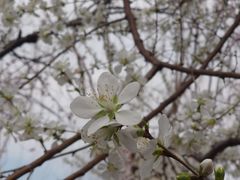-桃花堤公园
