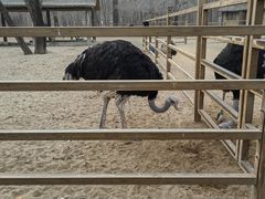 -秦皇岛野生动物园