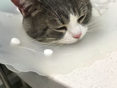 -纳吉亚猫专科动物诊疗中心(蒋宅口分院)