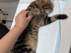 -瑞派长江宠物医院·猫科·外科·24小时夜护(谊城公寓分院)