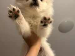 -瑞派宠物医院·中兽医专科(中央商城分院)