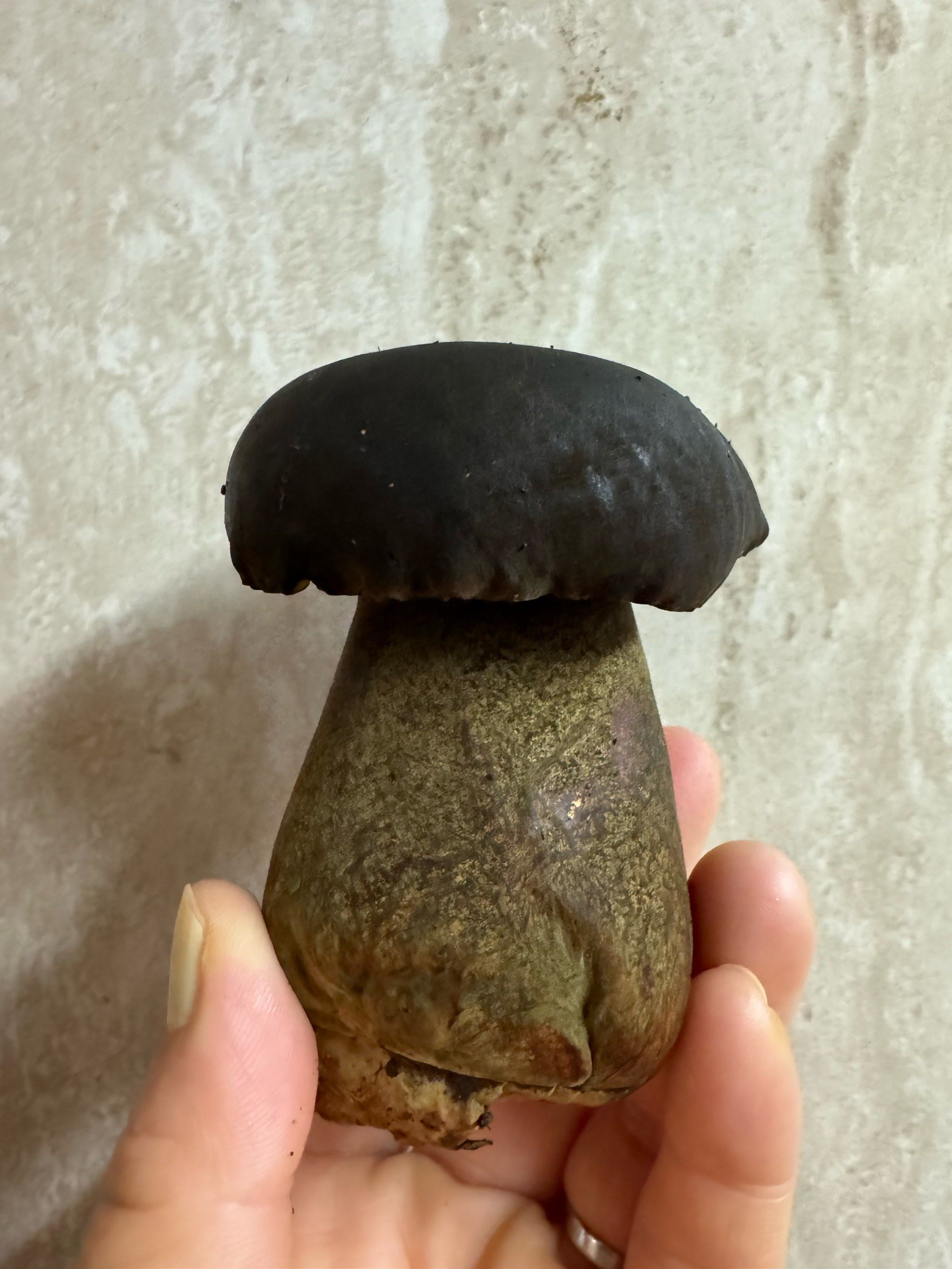 牛肝菌你知道怎么吃吗