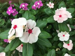 -百丈园(陈村店)