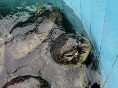 -硇洲岛旅游区