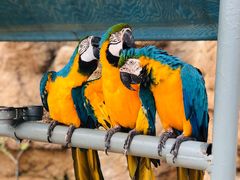 -西霞口神雕山野生动物世界