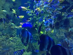 -烟台海昌鲸鲨海洋公园