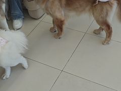 -怪兽屋·羊驼·猫咖·狗咖(俊华广场店)
