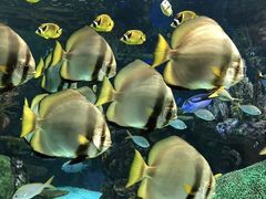 -瑞普利水族馆
