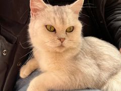 -猫咪派对(江南西店)