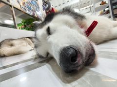 -星多哈·狗咖·拼豆·咖啡