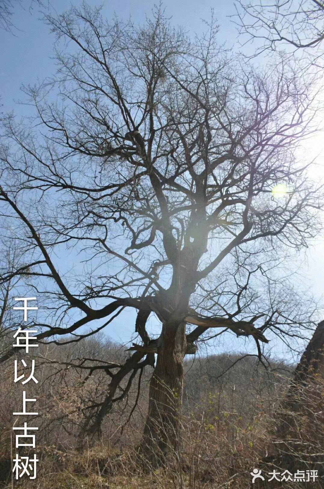 虬曲苍劲图片