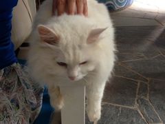-Anne猫窝咖啡屋