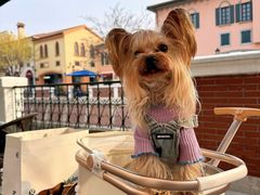 -星巴克(天津佛罗伦萨小镇店)