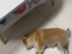 -中农大我爱我爱动物医院·核磁CT·猫病·24小时夜诊中心(石佛营店)