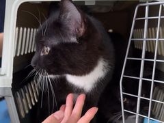 -宠颐生猫科·内科皮肤科(西平世纪城店)