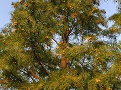 -羊亭河湿地公园