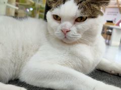 -喵园·猫主题咖啡厅·撸猫·猫咖(国贸店)