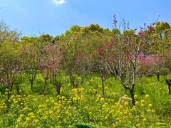 -南汇桃花村