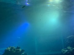 -海棠湾洲际-涛·海底餐厅·美人鱼·自助餐·海底隧道