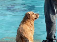 -趣玩宠物乐园寄养训犬训狗游泳池