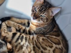 -猫腻·猫咖·撸猫馆(星光大道店)