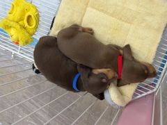 -萌宠之家·腊肠犬·马尔泰·小体犬舍