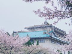 -武汉大学-樱园