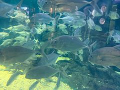 -烟台海昌鲸鲨海洋公园