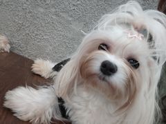 -小狗上班·狗咖·猫咖·小奶狗·摄影(南山店)