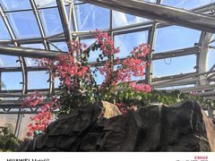 -北京植物园-展览温室