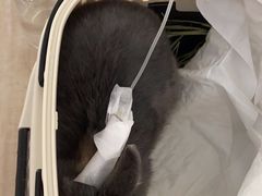 -北京观赏动物医院·24小时大型综合·猫专科·异宠专科