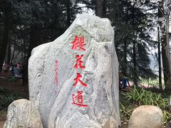 -武汉大学-樱园
