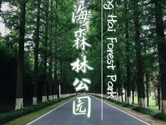 -东台黄海森林公园