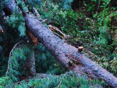 -五营红松林海景区