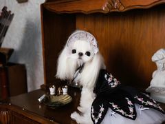 -萌宠之家·腊肠犬·马尔泰·小体犬舍