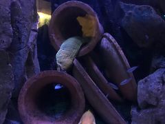 -悉尼海洋生物水族馆